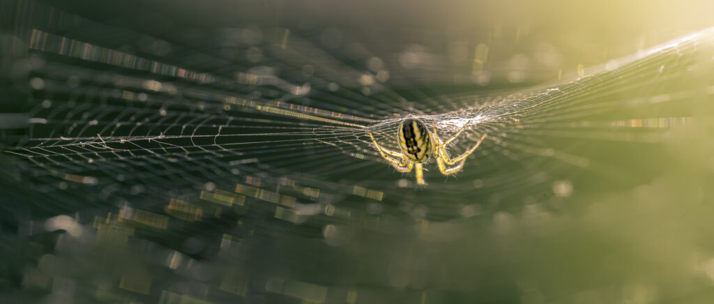 Plein feux sur l'araignée