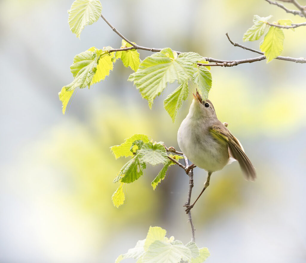 Pouillot de Bonelli en quête de nourriture