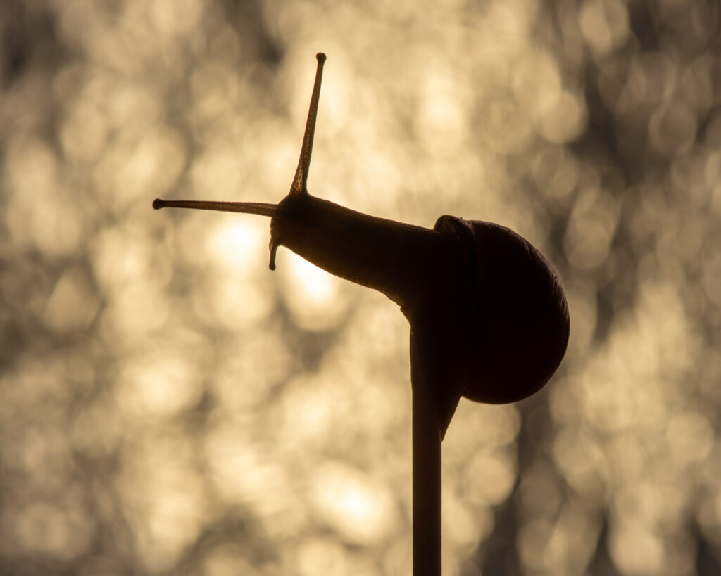 La Persévérance en Lumière