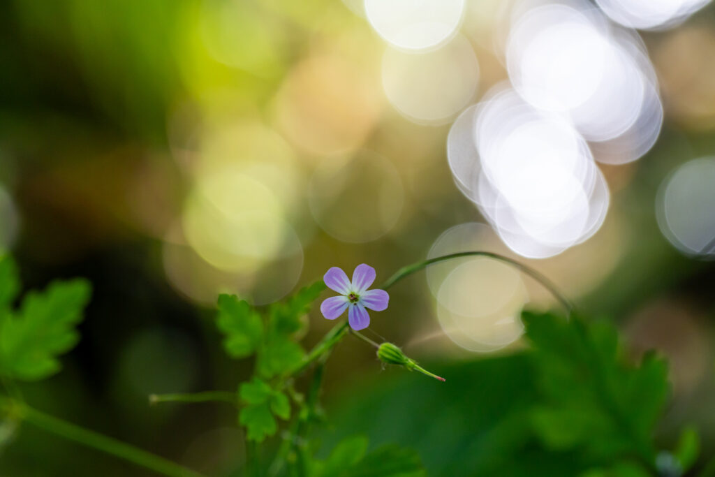 Petite fleur et son beau bokeh