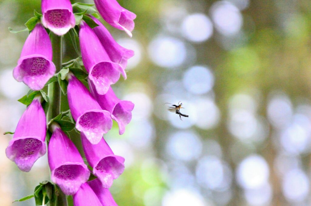 Digitale pourpre et insecte