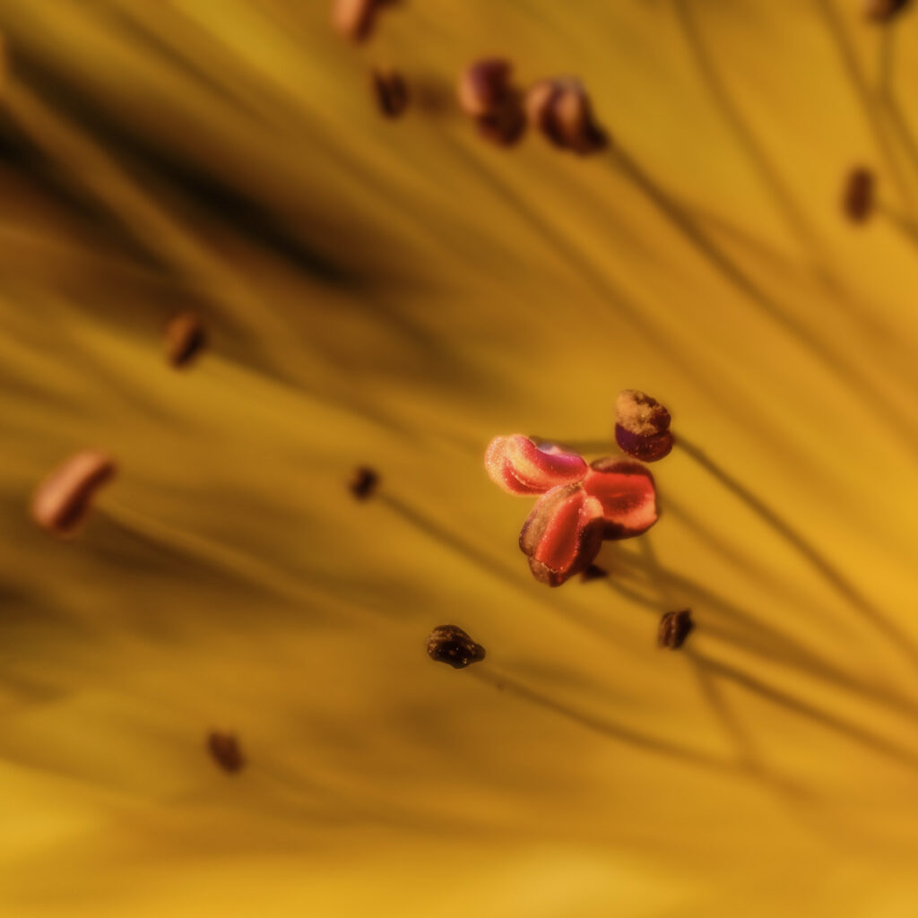 L'incroyable délicatesse