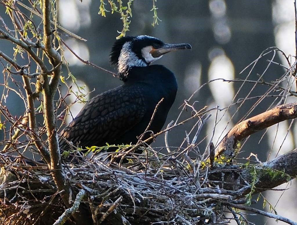 En mars 2024 rencontre au Rouge-Cloître