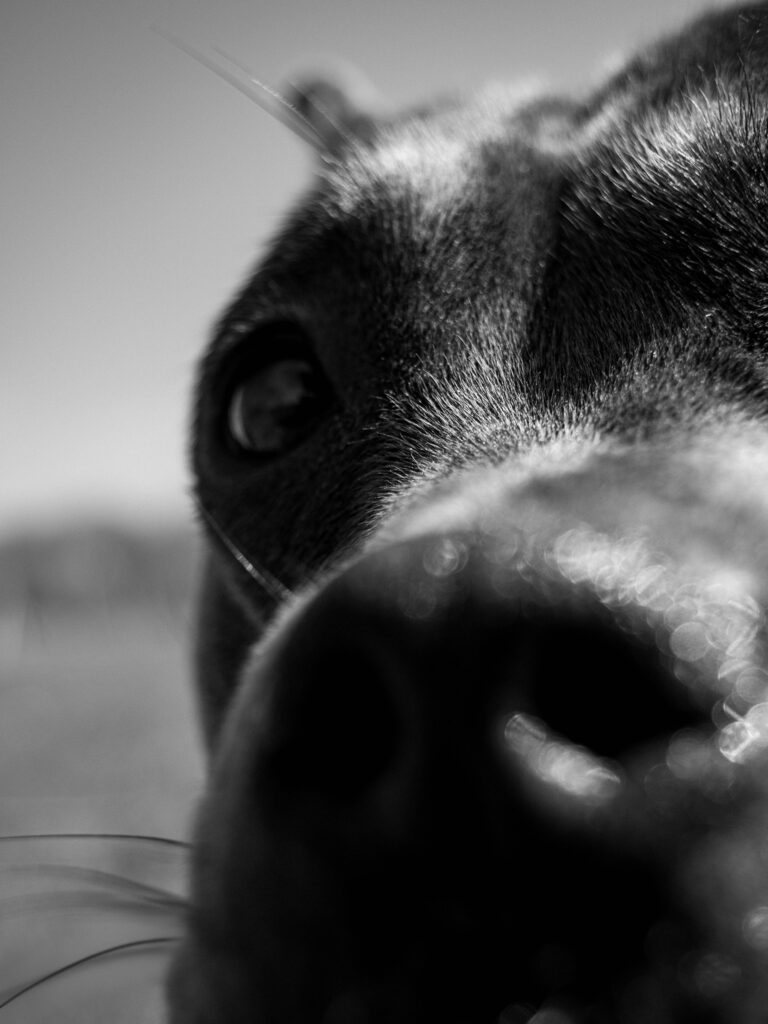 Une photo qui a du nez !