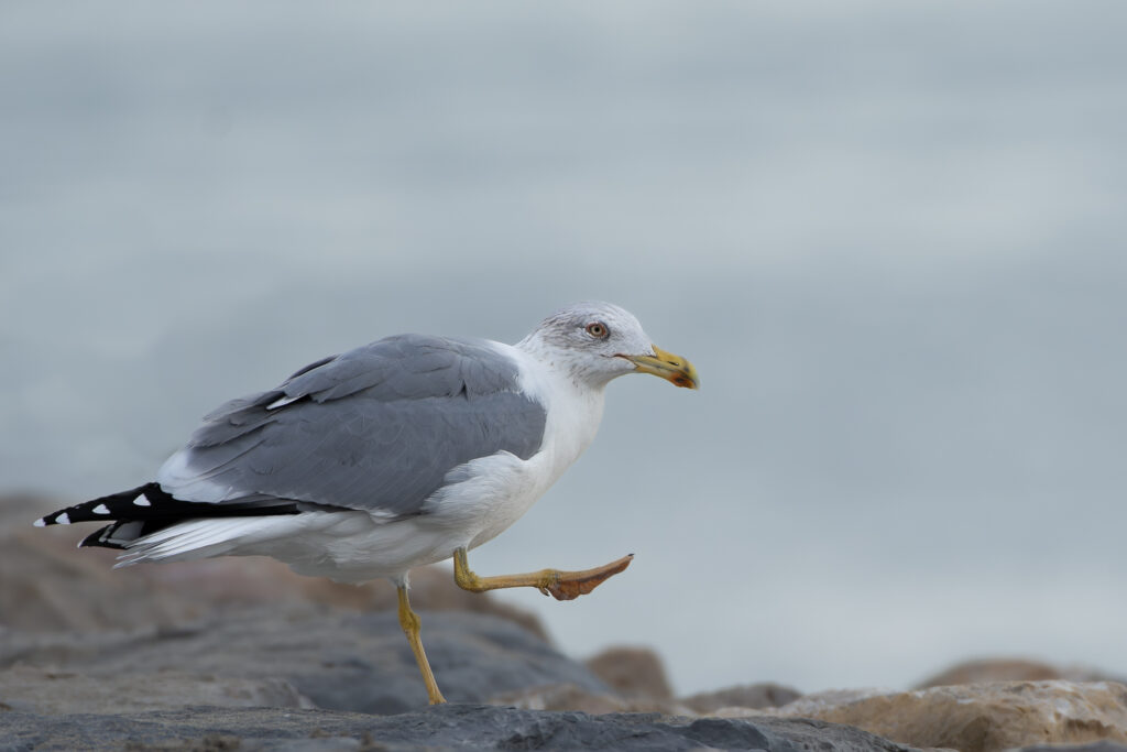 Goéland leucophée - Larus michahellis