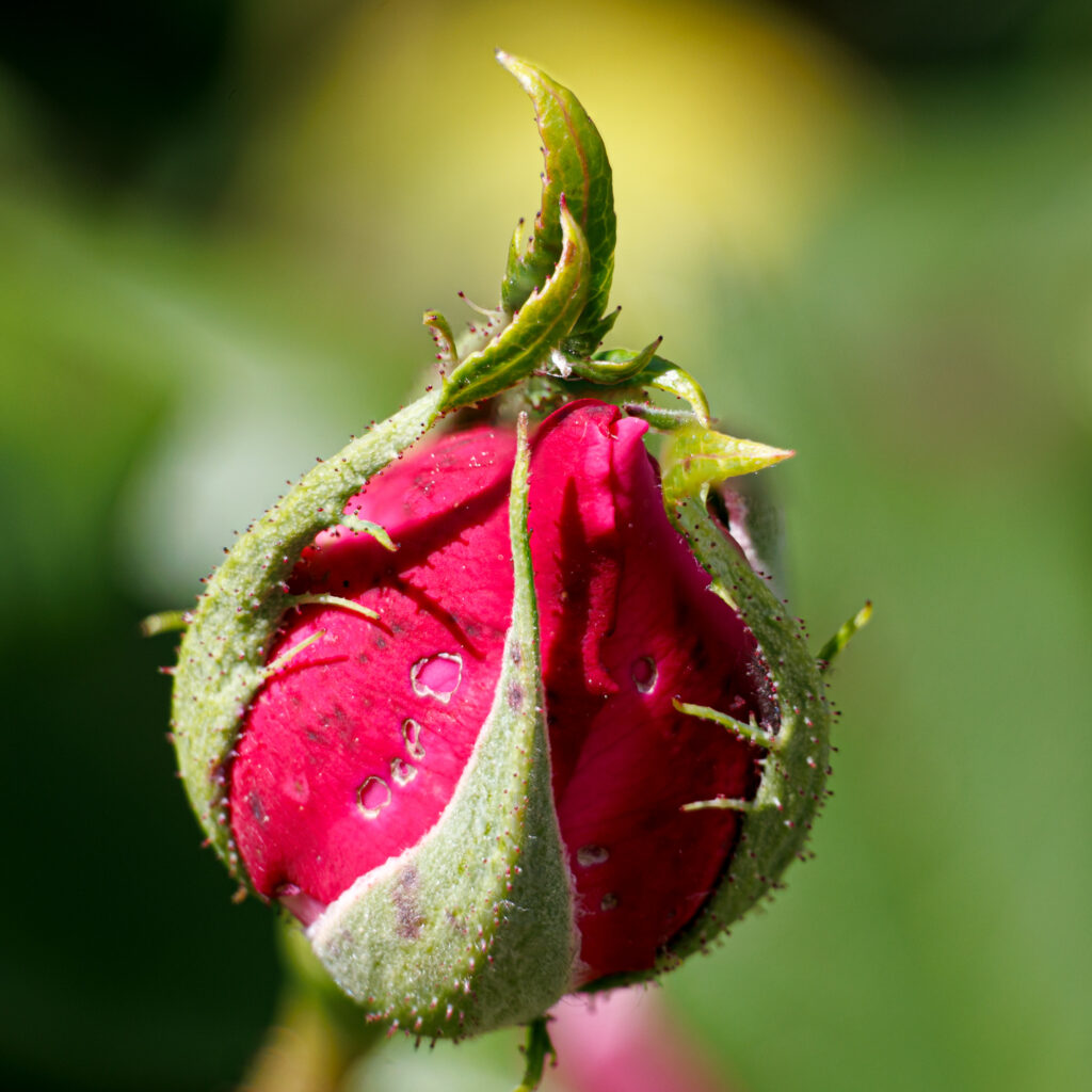Bouton Rose