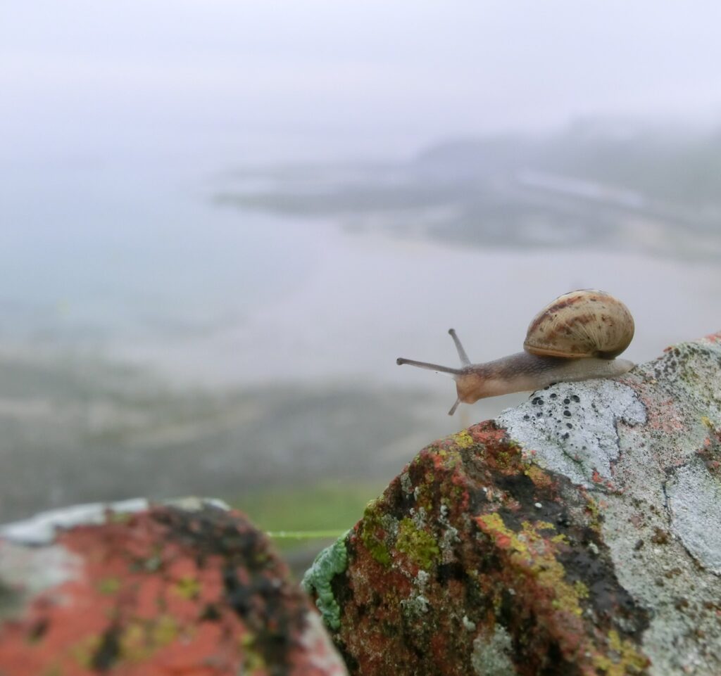 Cagouille en altitude