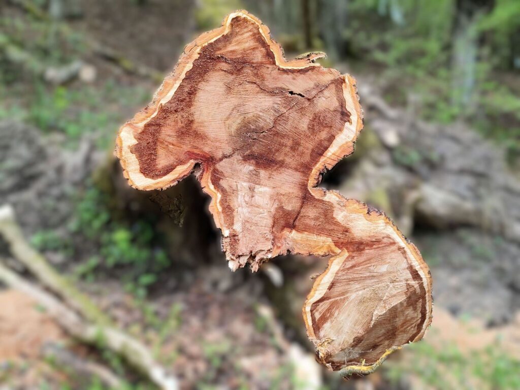 Sénescence imposée.