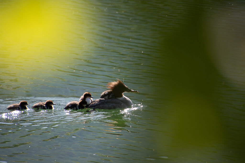 Il y aura de la place pour tout le monde.