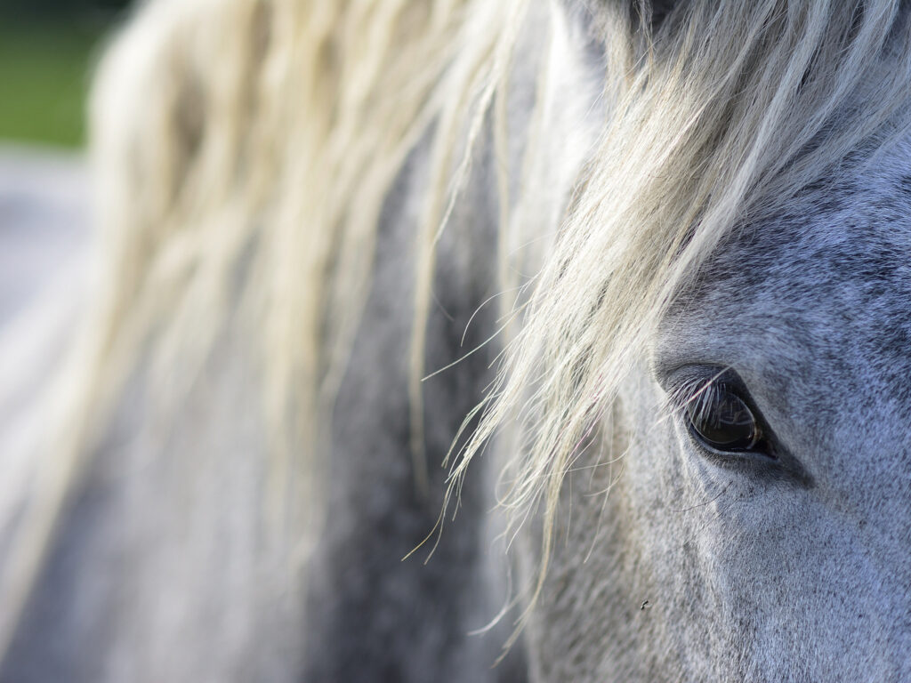 Le regard du percheron