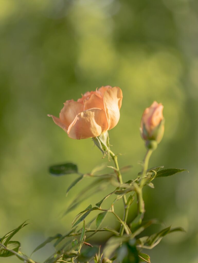 Une Rose au couché du soleil