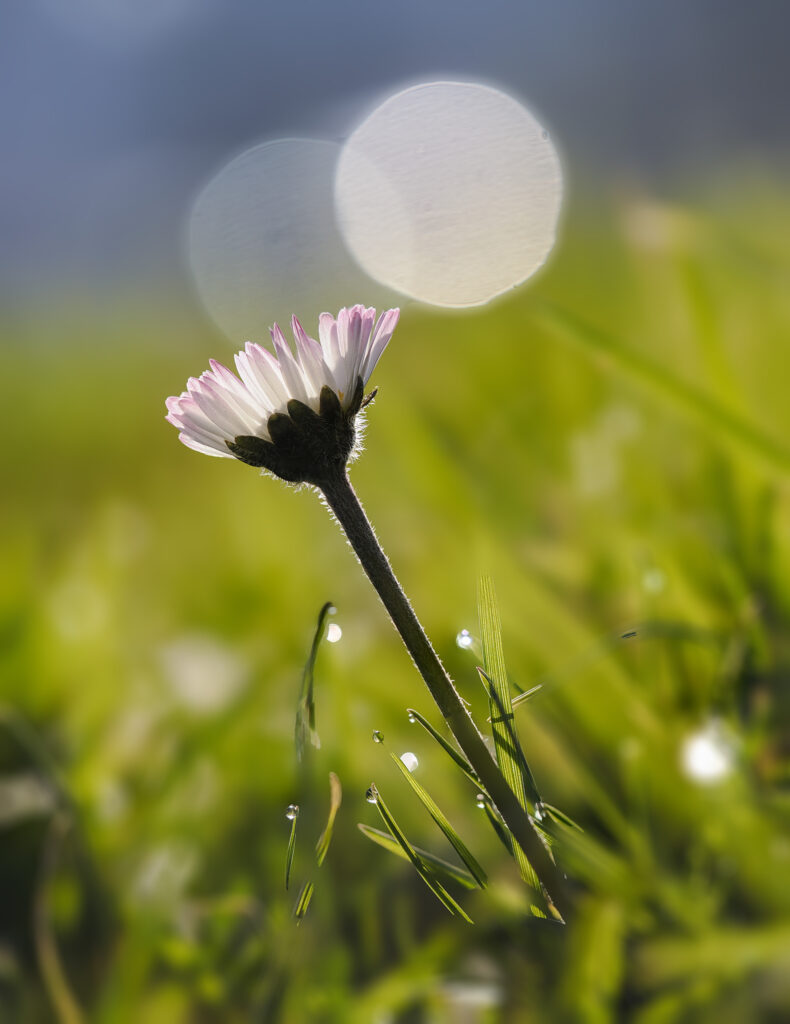 Marguerite des villes