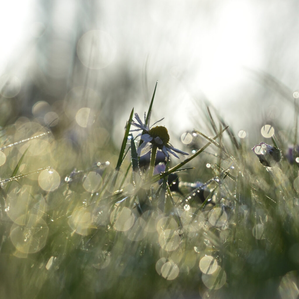 Au ras des pâquerettes