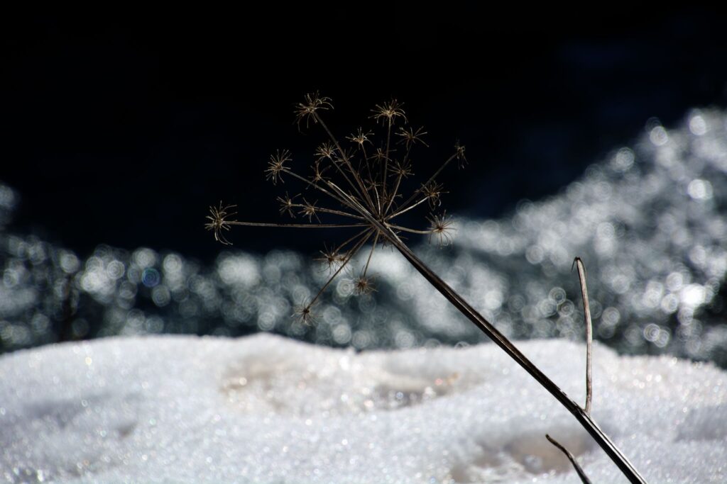 Balade à Vallorcine