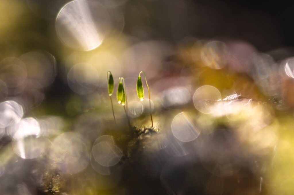 Féerie des sous-bois