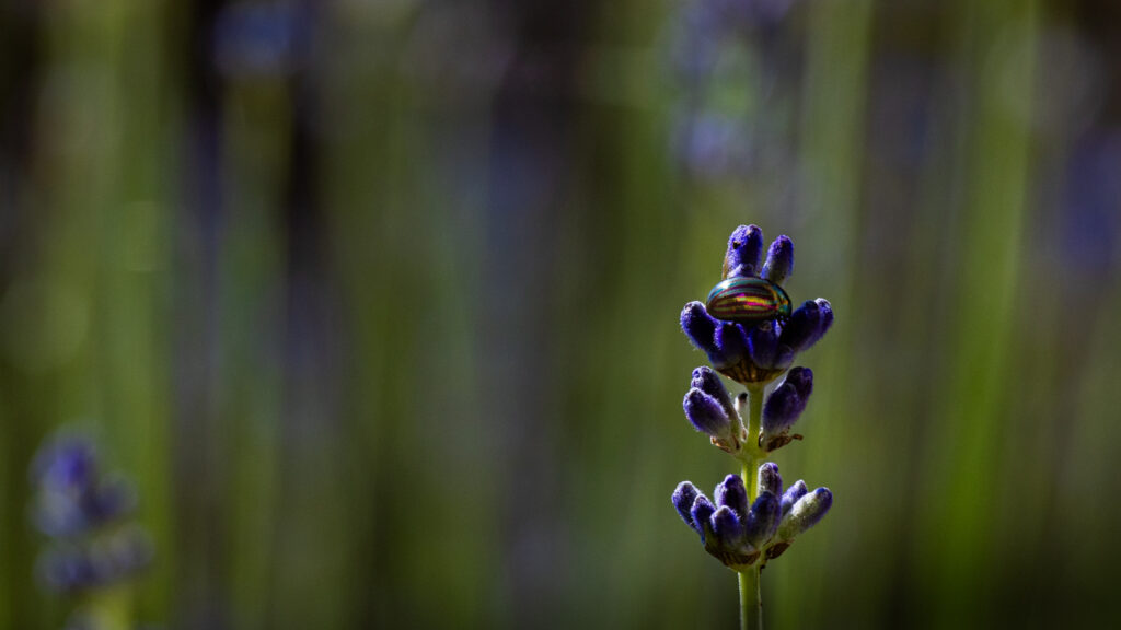 Chrysolina americana