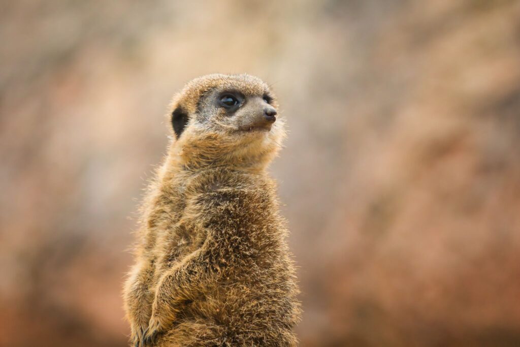La sentinelle du désert.