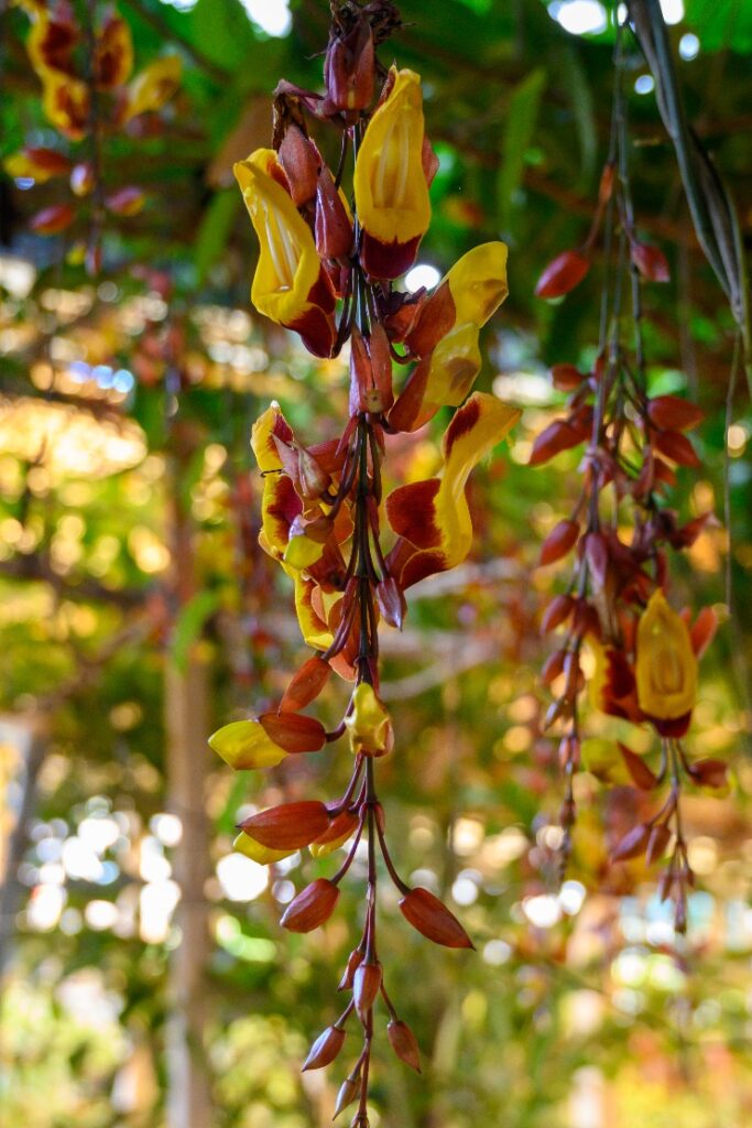 Jardin des orchidées à Madère