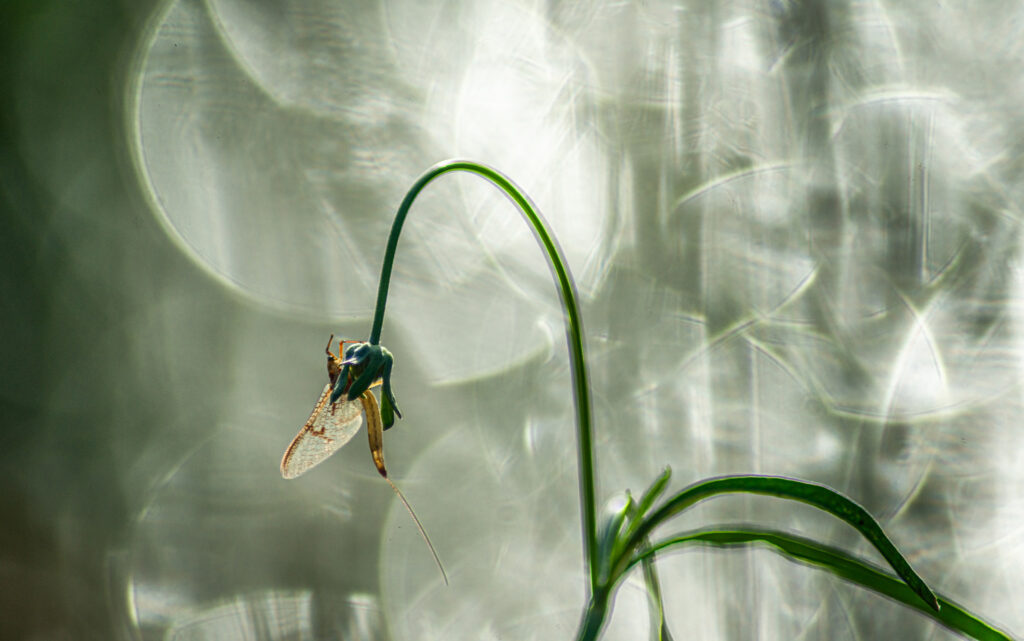 éphémère en lumière