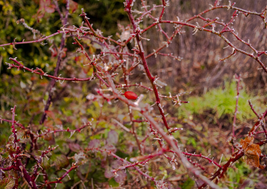 Eglantier gelé