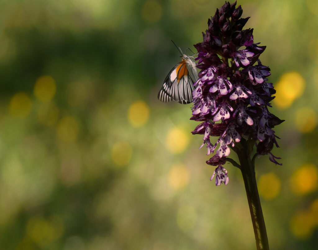 Orchidée sauvage et son papillon