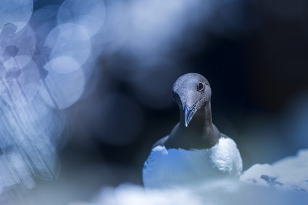 Guillemot de Troîl_Ecosse 2024