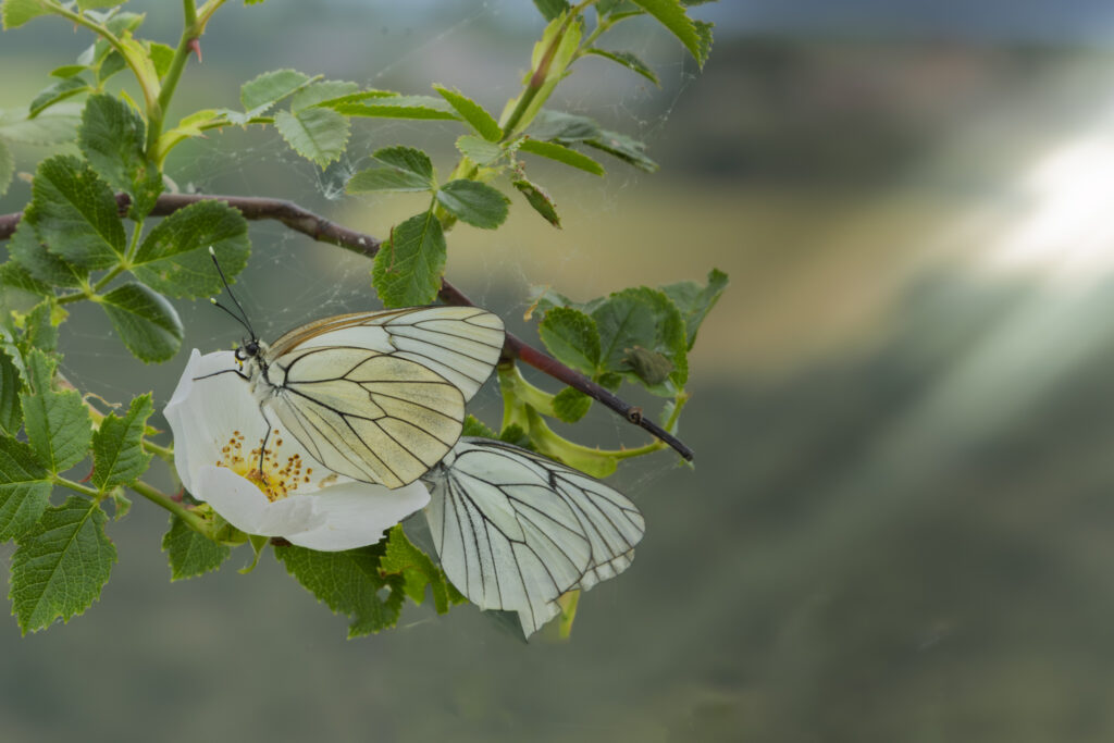 Vole, vole, papillon