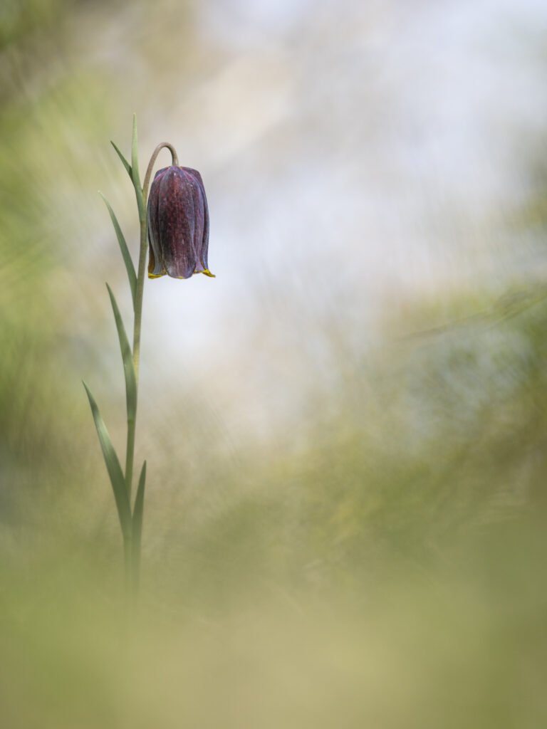 Fritillaire des pyrénées