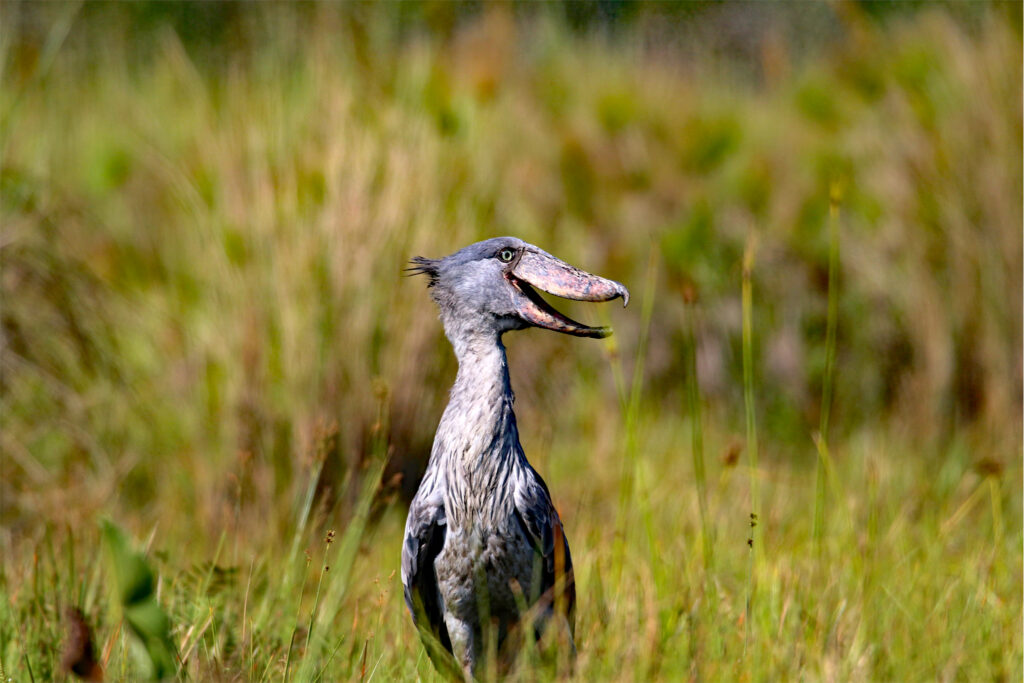 Bec en Sabot Ouganda