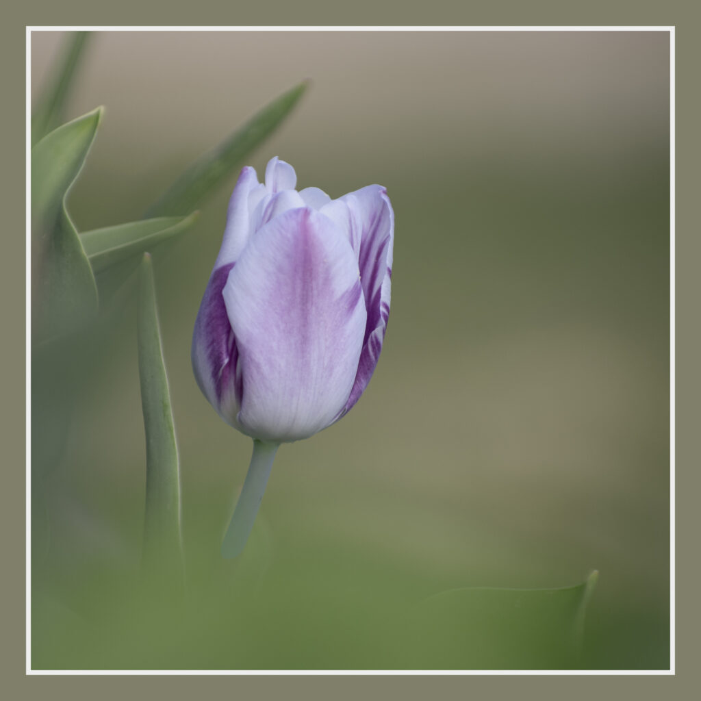 Une tulipe émerge dans la verdure