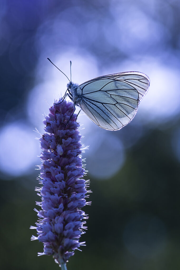 Lumières sur le Gazé