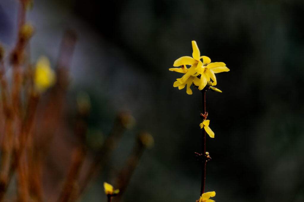 Éveil du Forsythia
