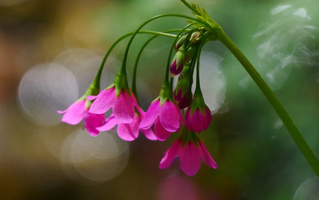 Cortuse de Matthiole