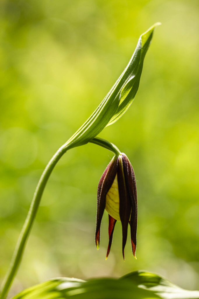 Salutation au soleil