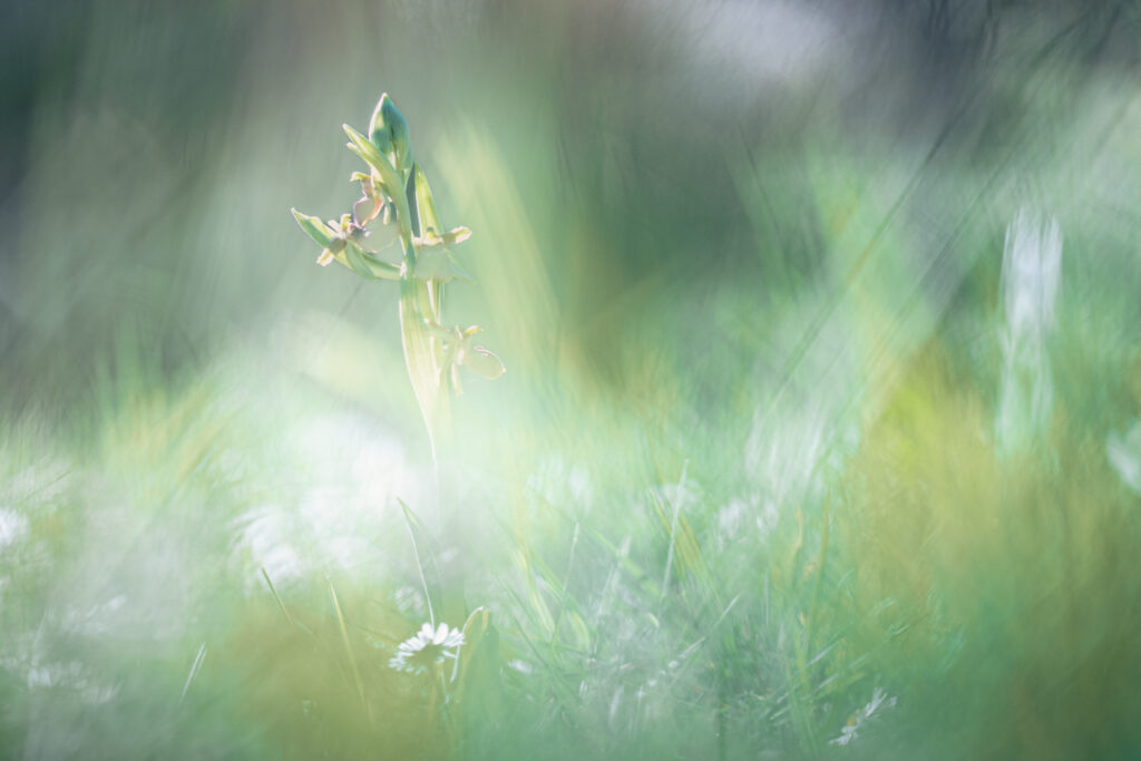 Orchidée dans le pré