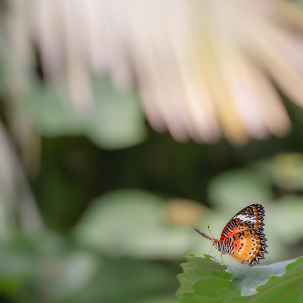 Dentelle jusqu'au bout des ailes