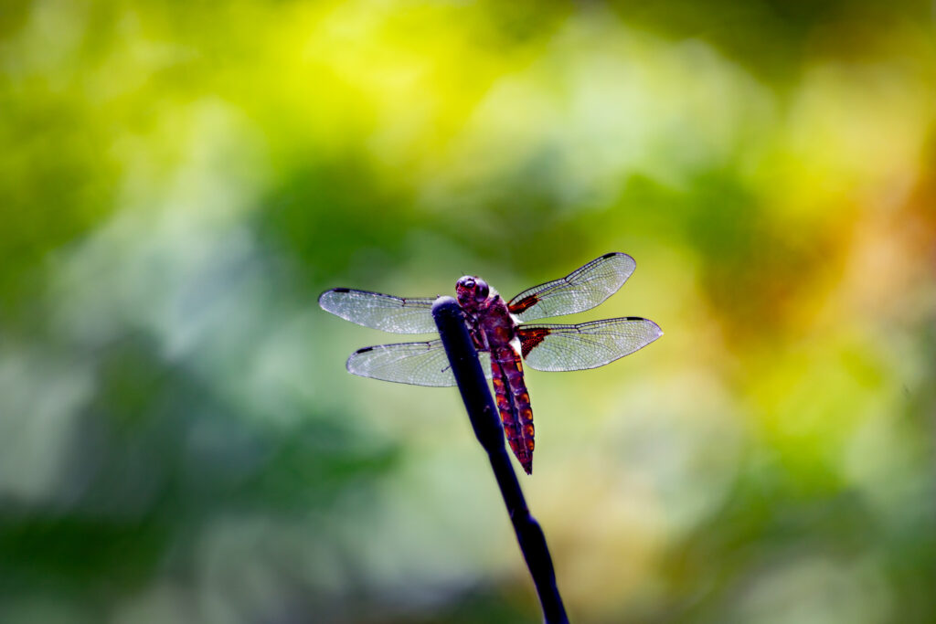 Libellule avec antenne radio