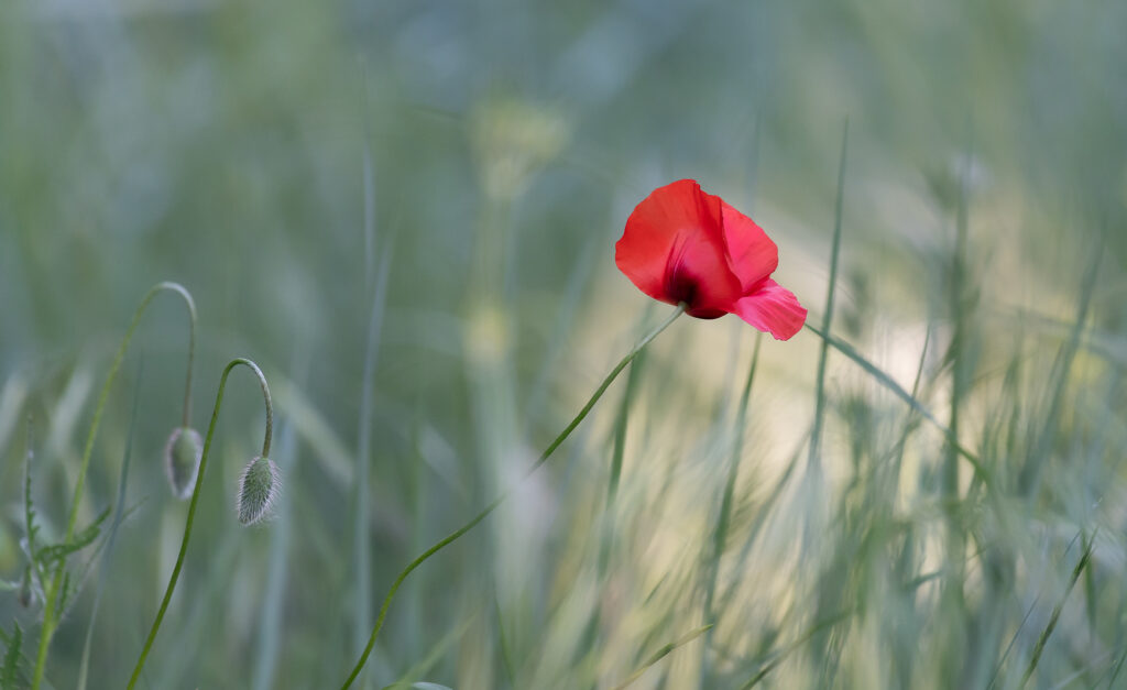 Le rouge lui va bien