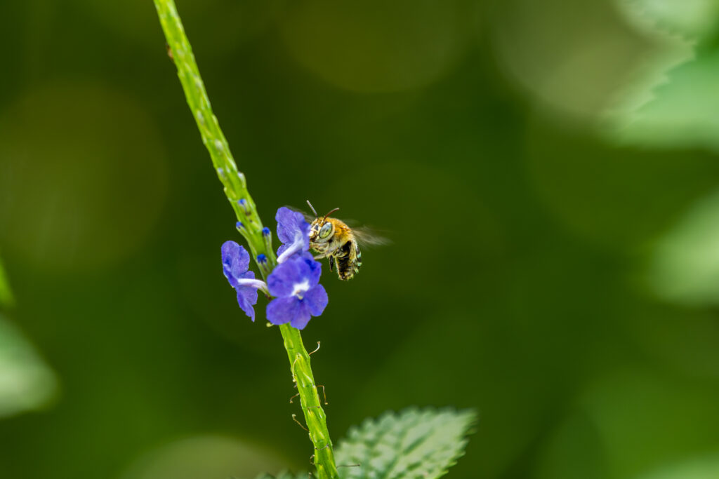 Verte tige de l'amour