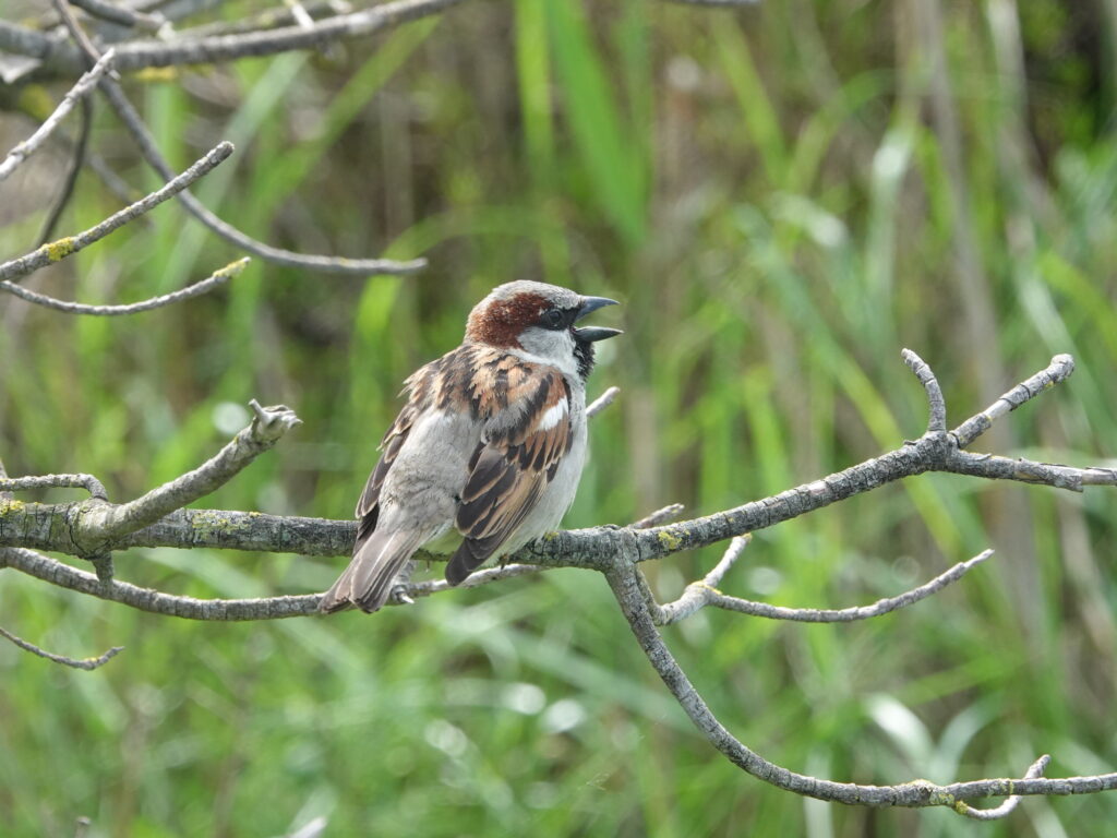 L'oiseau sur sa branche