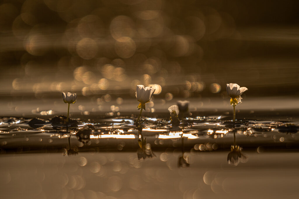 Eveil doré et pétillant