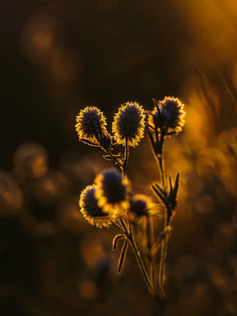 Trèfle des champs(Trifolium arvense) au petit matin