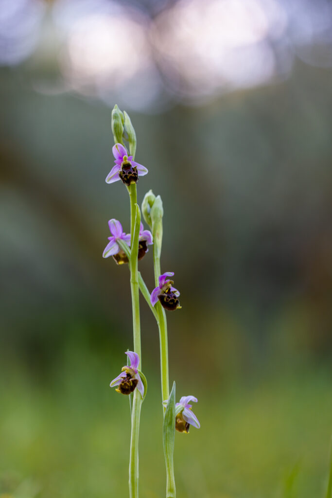 Une Ophrys dans mon jardin