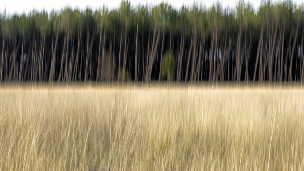 Forêt des Landes