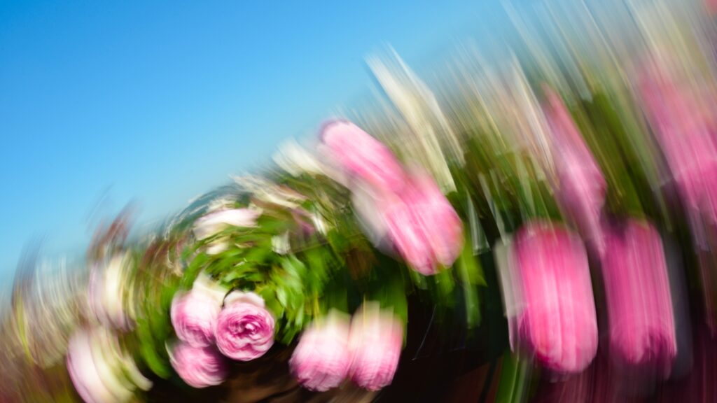 mignonne, allons voir si la rose.....