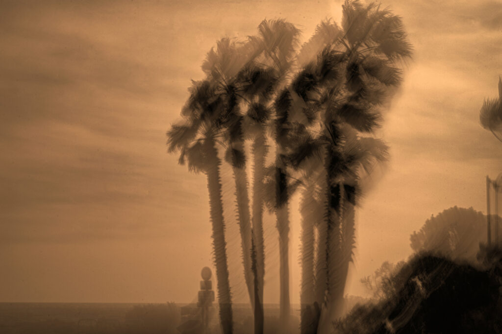 Du rififi dans ls palmiers!