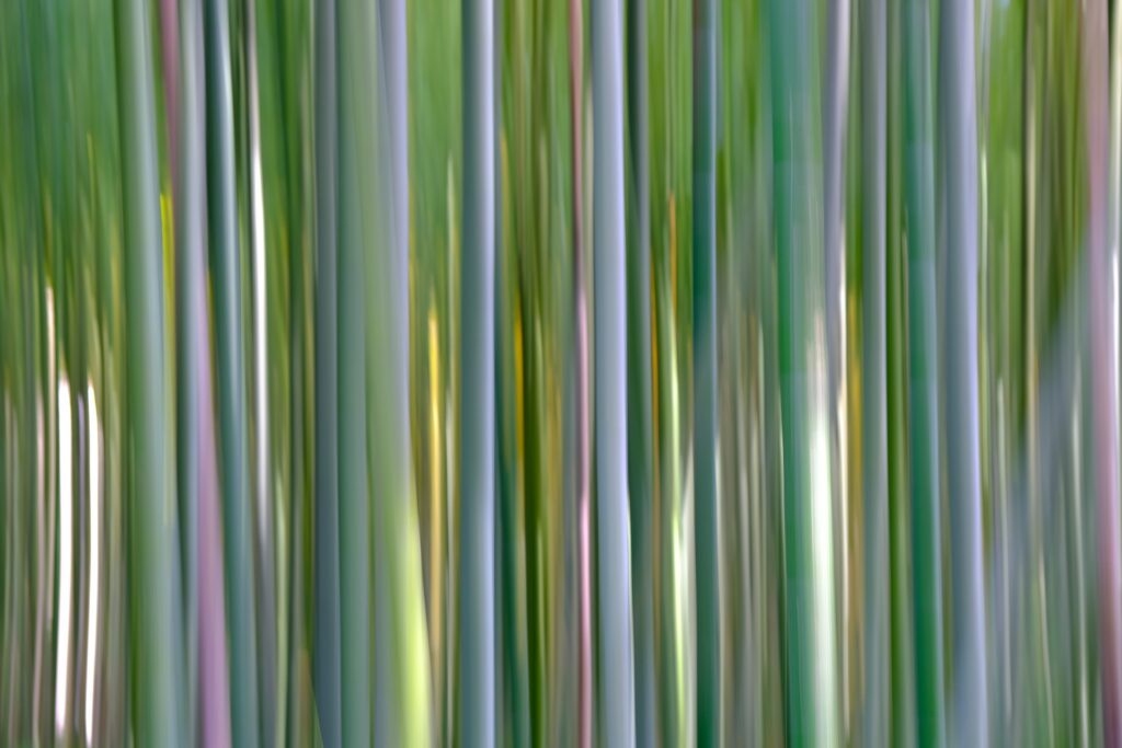 Abstraction végétale