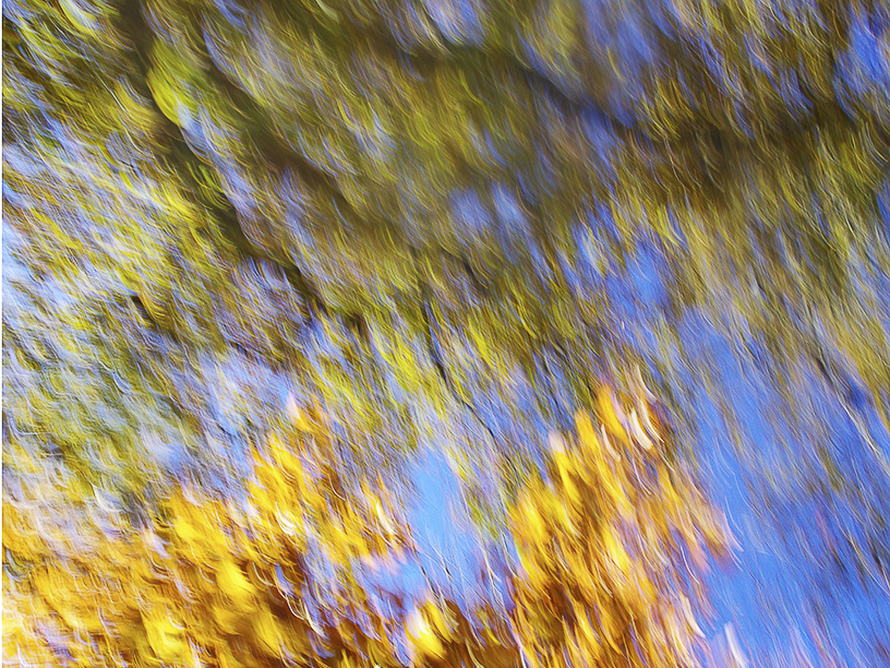 La fôret a l'automne