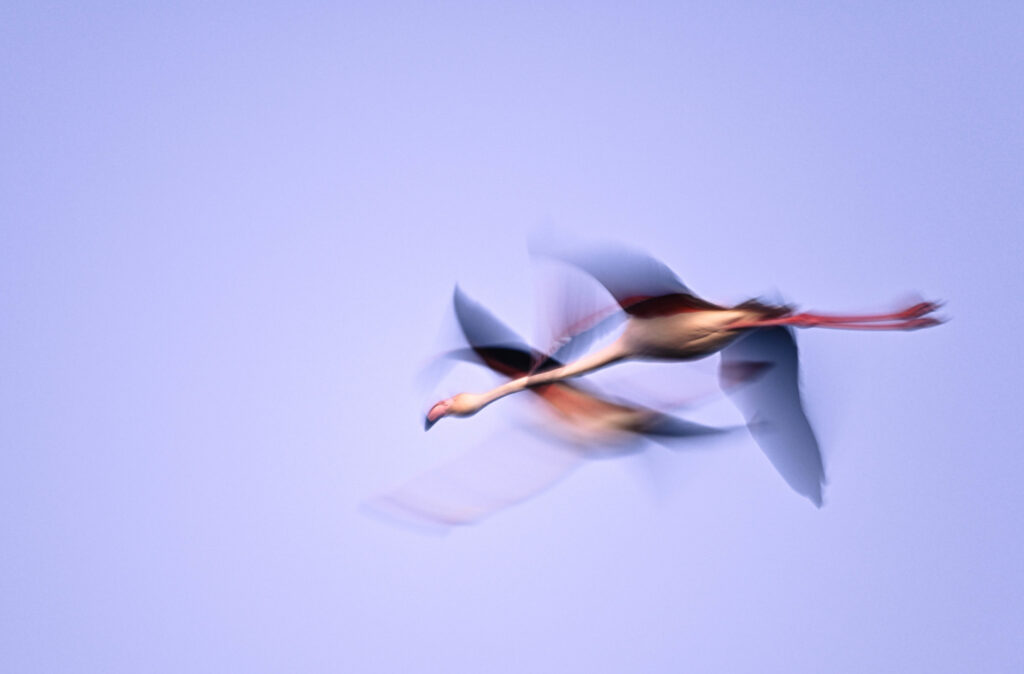 Flamant rose en mouvement