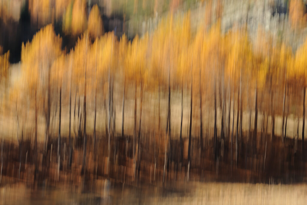 mélèzes en automne